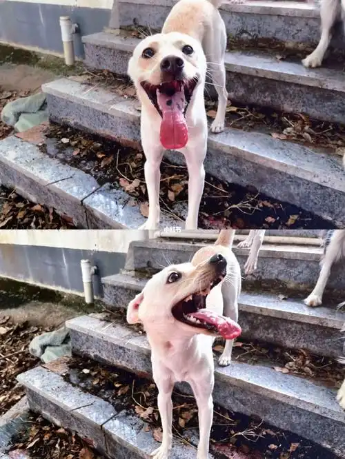 幼儿园小狗白花