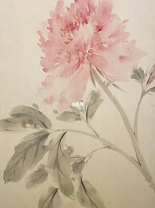 国画小写意芍药