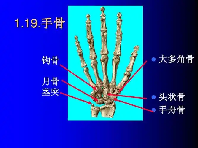 手骨 1.19.手骨 钩骨 月骨 茎突 大多角骨 头状骨 手舟骨