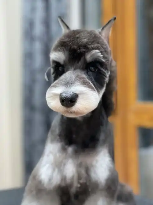 雪纳瑞精致的小耳朵