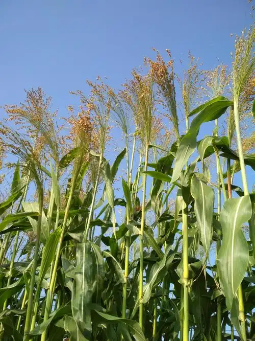 希望田野红高粱