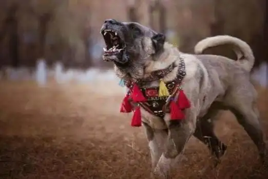 最凶的狗,世界十大狗最凶的狗,世界十大狗最凶的狗