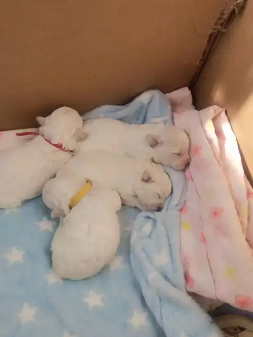 比熊幼犬15天啦