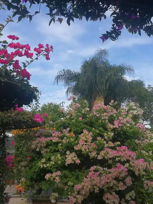 厦门市花三角梅