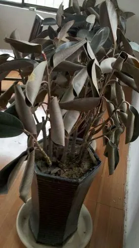 橡皮树叶子怎么像虫子吃了一样怎么办 视频  1 2010-02-09 橡皮树的