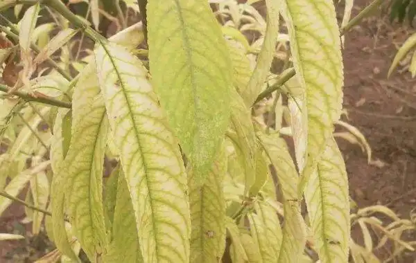 桃树为何总缺铁?如何补铁效果才好?