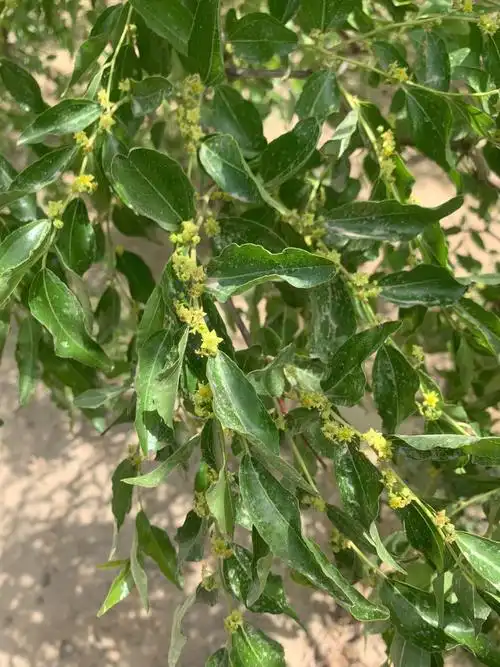 新疆枣树正在开花季节