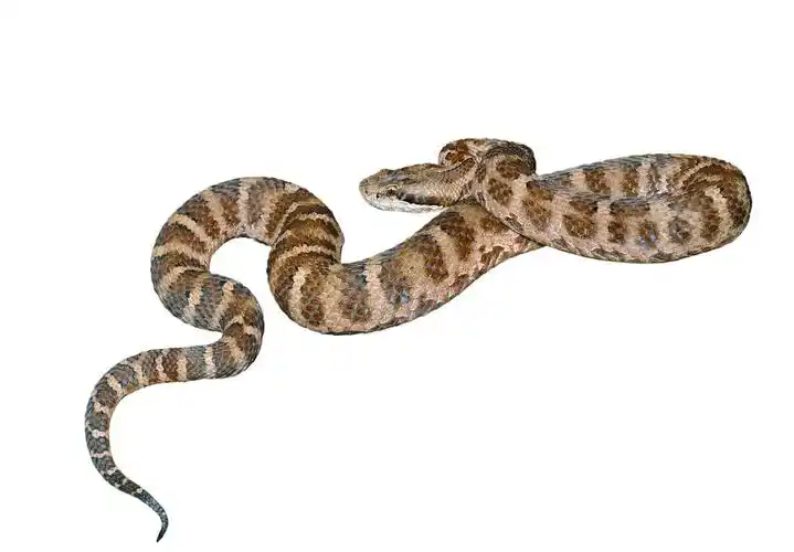 蛇 (黑眉蝮蛇),关闭的毒蛇 (蝮蛇岩).白色衬底上分离.