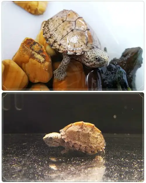 doubleyellow剃刀龟龟活物小型龟蛋龟活体龟苗屋顶龟观赏龟深水龟小