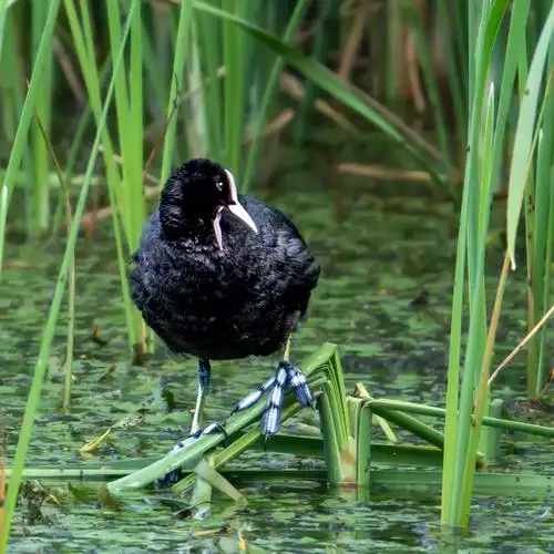 白骨顶别名白冠鸡骨顶鸡