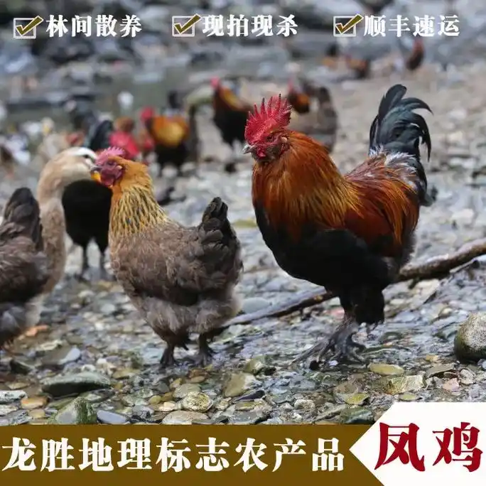 龙胜地理标志农产品:凤鸡(金凤银凤) - 抖音