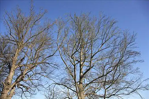 朴素,宽,树叶,树,冬天