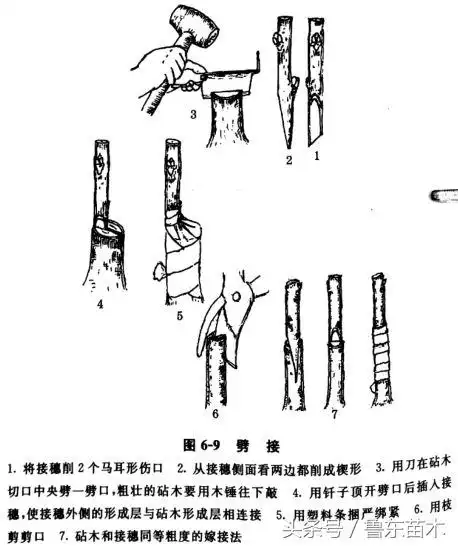 葡萄的嫁接方法及技术要点!学会了自己改良葡萄品种不是梦!