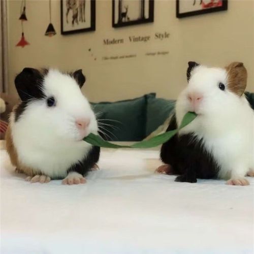家养荷兰猪活体宠物猪活物大豚鼠豚猪天竺鼠黑白豚荷兰鼠 三色