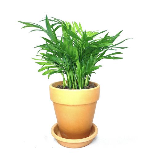 老桩盆景盆栽植物花卉迷你微景观客厅室内阳台办公室 袖珍椰子 红陶盆