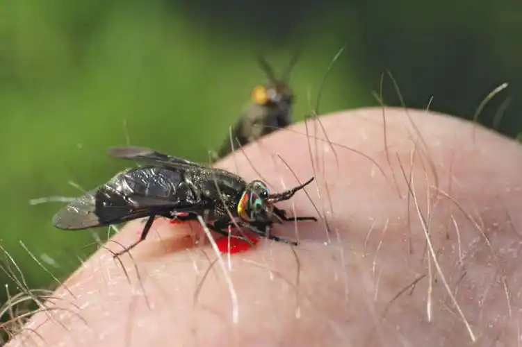 阳光,动物,趴着,两只,血液,皮肤,害虫,寄生,寄生虫,马蝇,男人,男性