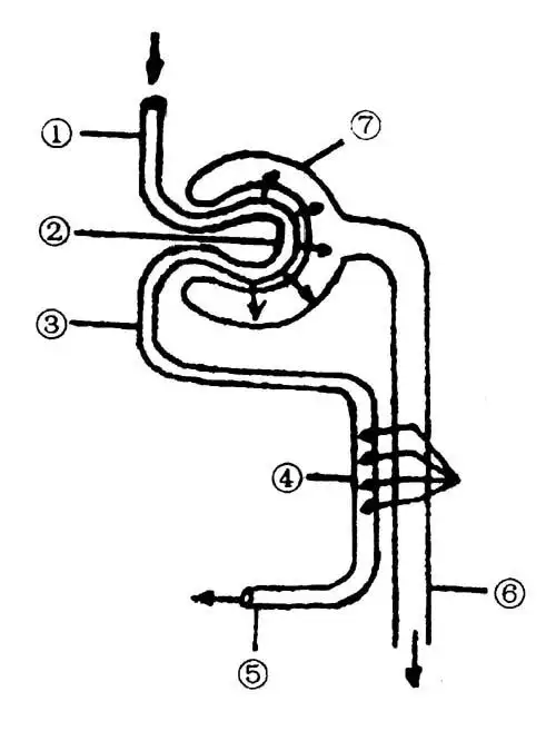 右图是尿的形成过程示意图,请回答:(1)【①】与【③】中液体相比较