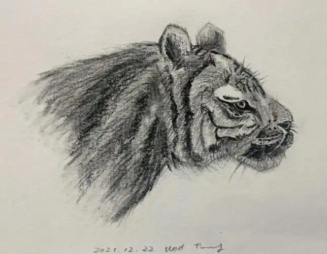 简笔画  #速写  #画画  #素描  #临摹  #绘画过程临摹:@周建鹏