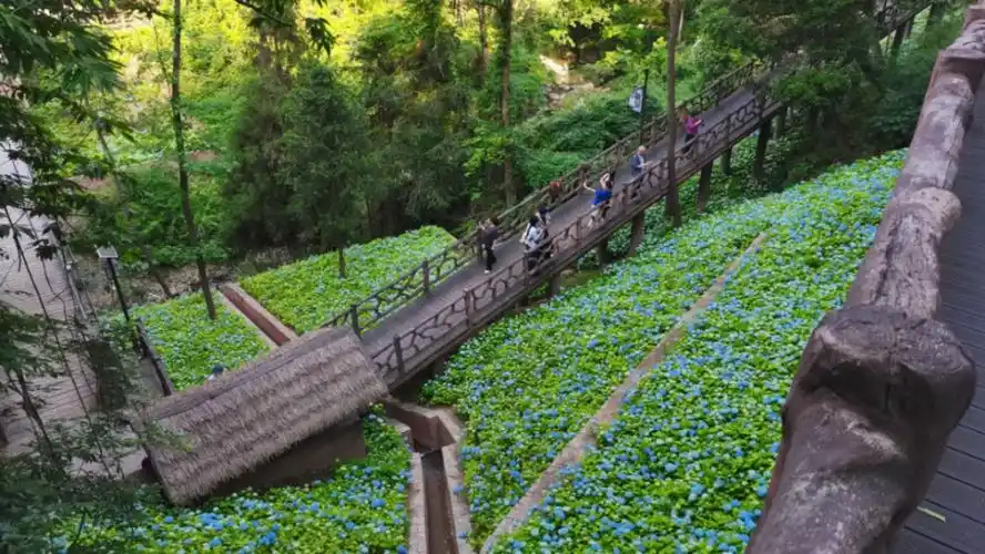 丽水市区白云山森林公园绣球花海刷屏,好多人去打卡!