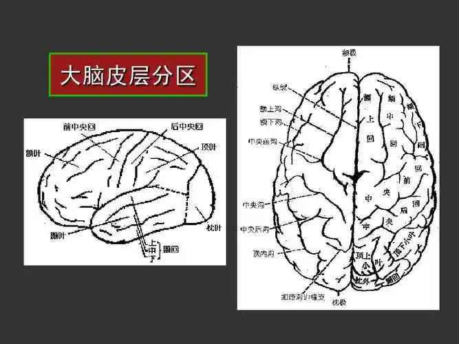大脑皮层分区