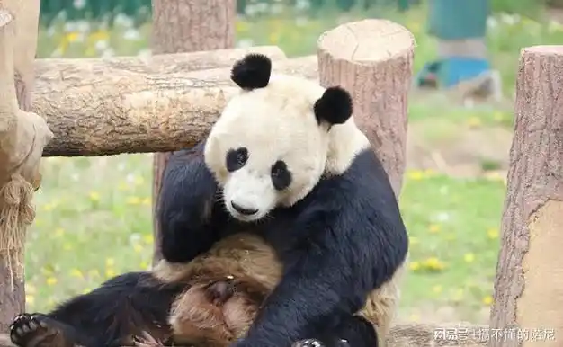 脸长,毛黄,脾气大爱拆家的"耿达第一丑"的浦浦|大熊猫|光头强_网易