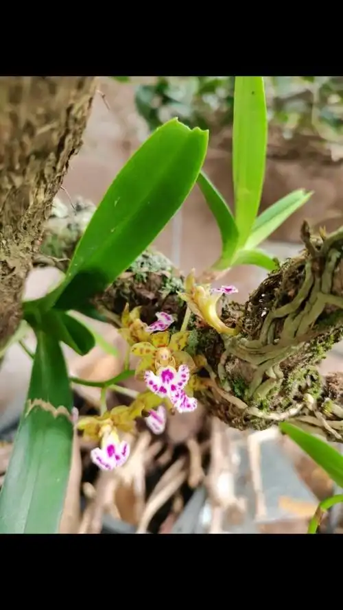 扇唇指甲兰开花了,像个拿着扇子跳舞的少女