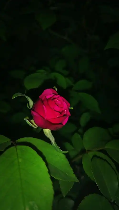 我的作业集(二)夜色花意浓