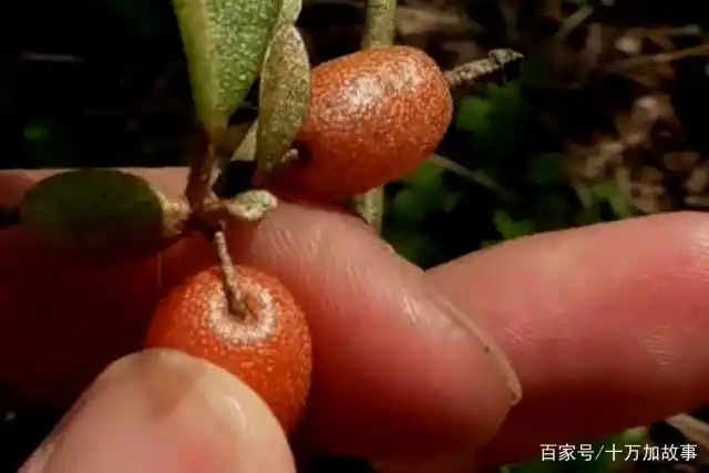 农村山上有这么一种野果子被人们叫做牛奶奶你们吃过吗