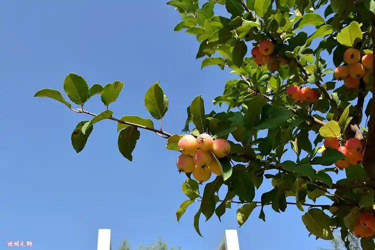 69 美的印象 69 【走马观花】酸甜香脆的海棠果 西府海棠的果实