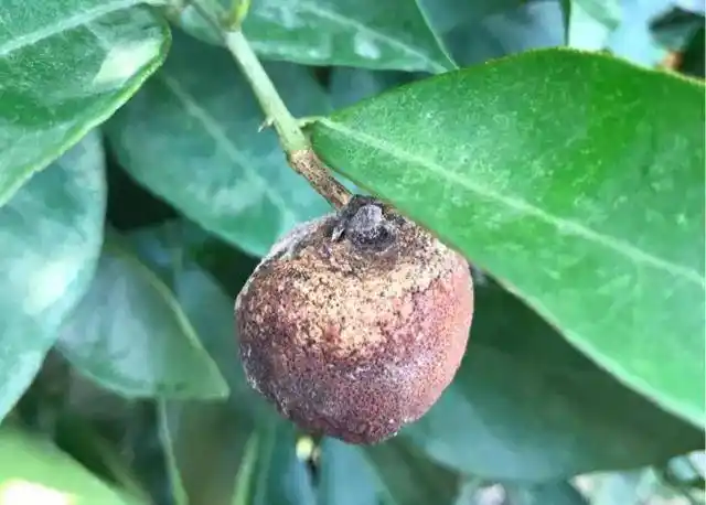 未来一周,柑橘炭疽病将入侵你的果园!你做好准备了吗?