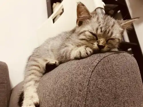 猫咪睡姿大赏:时间是把猪饲料 (持续更新)