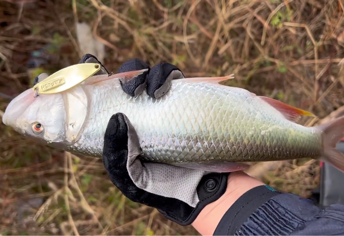 钓鱼人钓获巨型马口鱼,有半斤重难得一见!