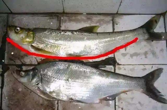 上为翘嘴,下为青梢