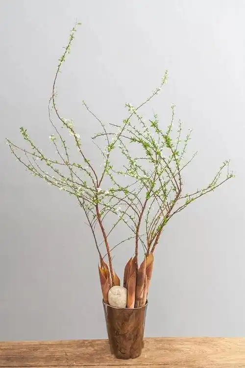 干枝雪柳(干枝雪柳怎么养)_植物知识网