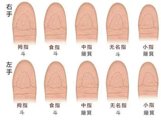 俗语"十指无斗,一世富有",你的手指有几个"斗"?