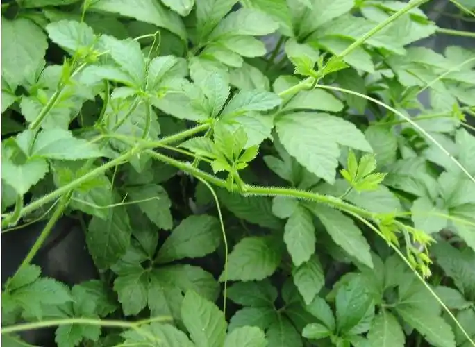 中药绞股蓝的功效和作用