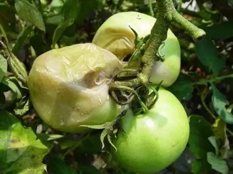 番茄细菌性软腐病如何防治?