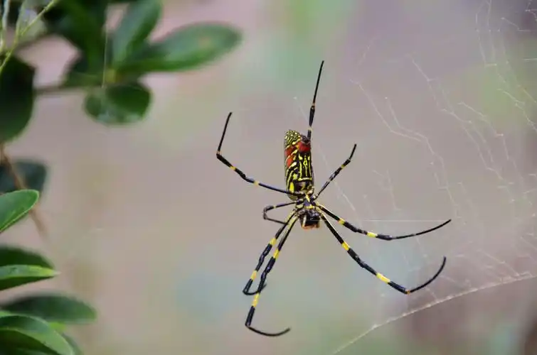 彩色蜘蛛图片昆虫蜘蛛