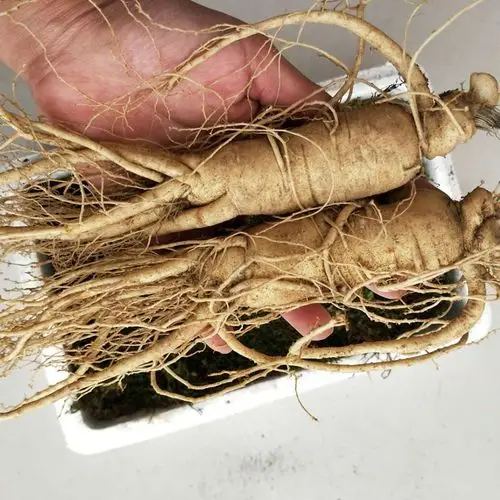 新鲜带土大人参 长白山保鲜参煲汤滋补中老年冬东北吉林泡酒包邮