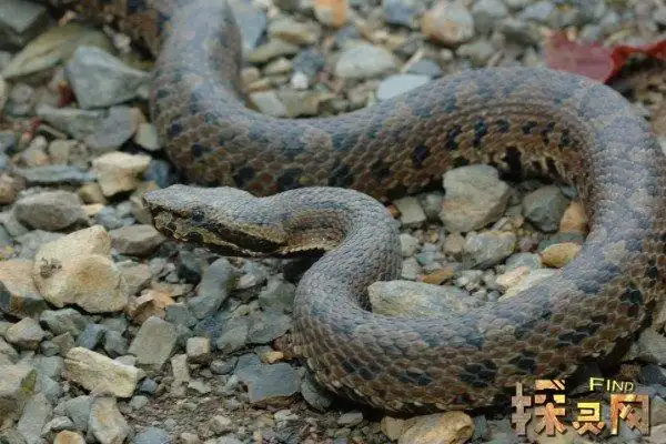 龟壳花蛇有多毒最大放毒量达108毫克属于管牙类毒蛇