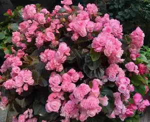 满20包邮重瓣四季海棠 玻璃球球 玻璃翠阳台四季开带花发