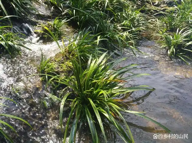 野生石菖蒲,我这边有生长,属寄生植物可入药或观赏