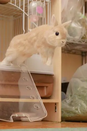 越狱兔twitterevo3183