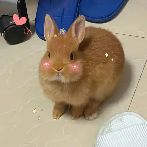 兔妈们400块国产侏儒兔长大啥样