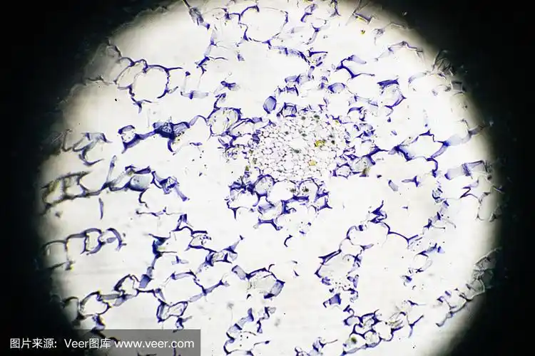 光镜下的茎薄壁组织