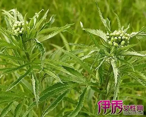 【图】返魂草的功效与作用 带你了解返魂草的6大功效
