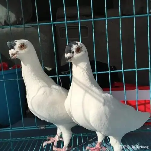 北京传统点子鸽如何使用保姆鸽(准备)