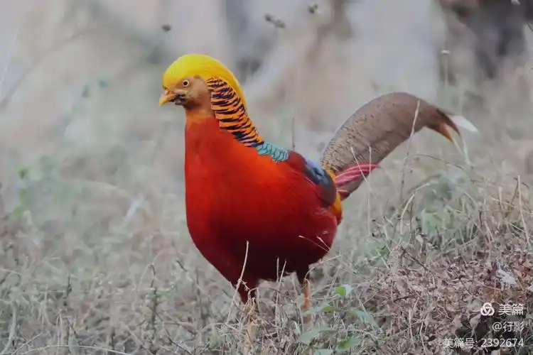 红腹锦鸡(公)