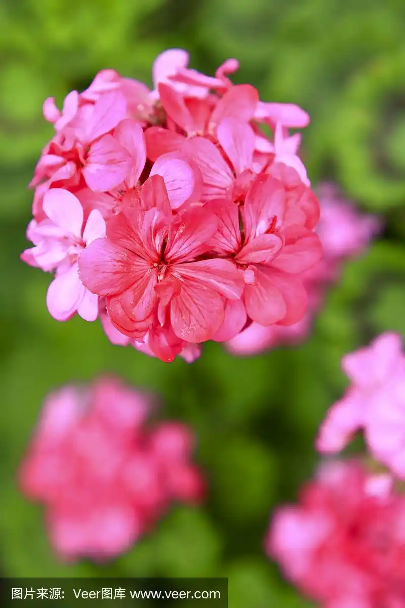 一个充满活力的粉红色天竺葵花的特写