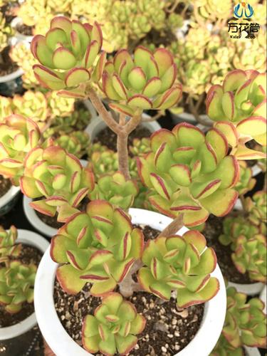 多肉植物大株 达摩宝珠 老桩群生多肉植物 阳台庭院楼顶萌物绿植